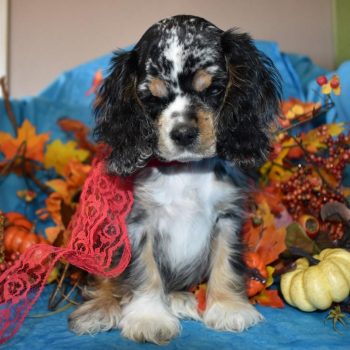 Looking for a blue tan merle cocker spaniel puppy for sale