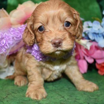 buff cockapoo pup for sale