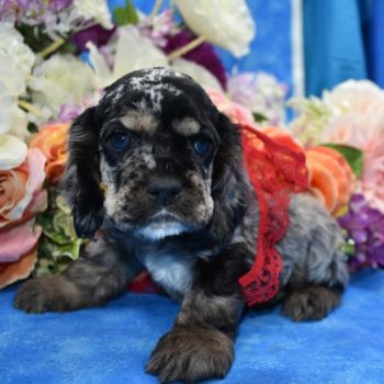 AKC blue and tan merle cocker spaniel puppies for sale in Colorado.