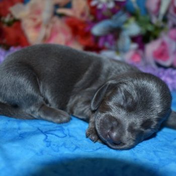 blue tan smooth coat miniature dachshund puppies