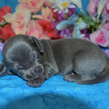 AKC female solid blue mini dachshunds
