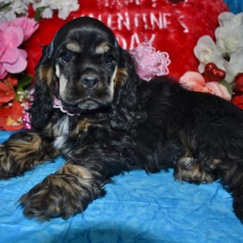 black and tan white markings cocker spaniel puppies for sale near me.