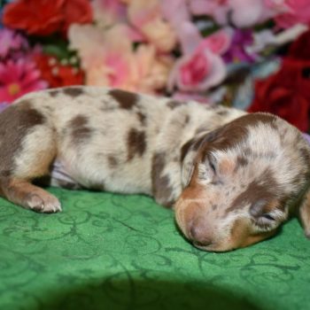 female chocolate tan smooth coat miniature dachshund puppies