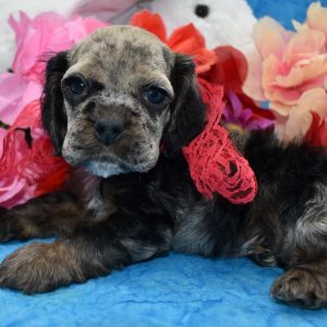 sable merle cocker spaniel puppies for sale