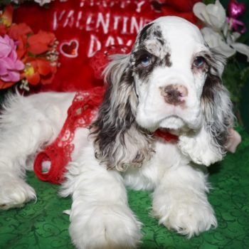 AKC chocolate tan and parti merle cocker spaniel speckle blue eyes puppies for sale