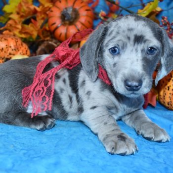 male blue cream dapple mooth coat miniature dachshund puppies