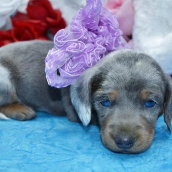 Looking for a female blue tan cream smooth coat dapple blue eyes miniature dachshund puppies for sale near me