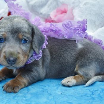 Miniature Dachshund Puppies for sale