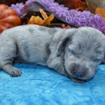 Haley-blue-tan-cream-dapple-smooth-coat-miniature-dachshund2.1