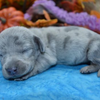 AKC female blue tan cream dapple smooth coat miniature dachshund puppies for sale.