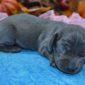 AKC female solid blue smooth coat miniature dachshund puppies for sale in Colorado.