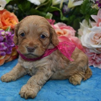 Female Red and Apricot Cockapoo puppies for sale near me
