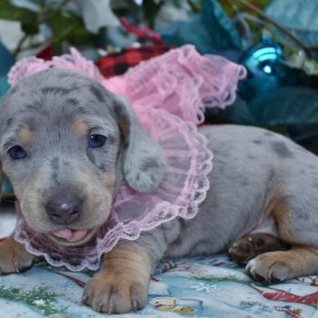 Looking for a female blue tan cream smooth coat blue eyes miniature dachshund puppies for sale