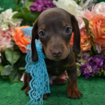 AKC chocolate and tan smooth coat miniature dachshund puppies for sale near me.