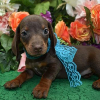 Humphrey-chocolate-tan-smooth-coat-miniature-dachshund8.3