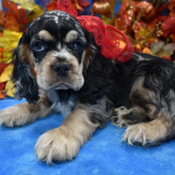 Merle cocker spaniel puppies for sale