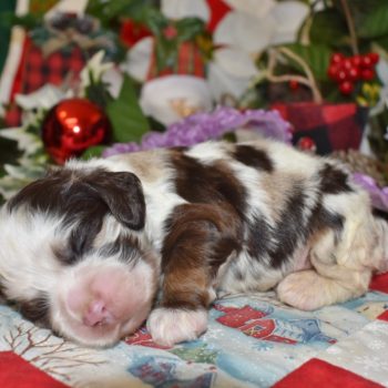 Looking for a female calico chocolate tan merle cocker spaniel puppies for sale near Colorado Springs, CO