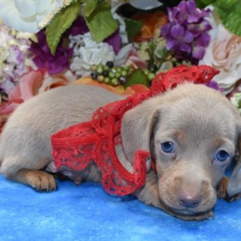 AKC isabelle and tan smooth coat miniature dachshund puppies for sale in Colorado.