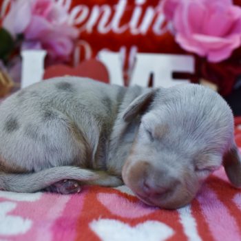 Looking for a blue cream dapple miniature dachshund puppies for sale