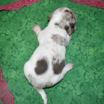 AKC female chocolate tan piebald dapple smooth coat miniature dachshund puppies near me