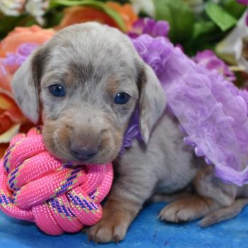 AKC female isabelle and tan cream dapple smooth coat mini dachshund puppies for sale.