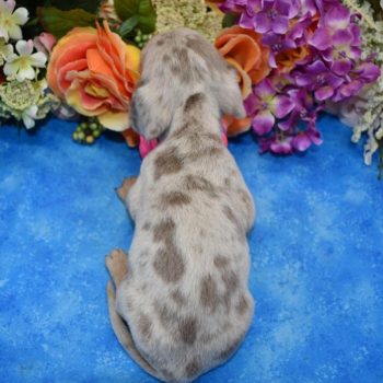 Lily-Isabelle-tan-cream-dapple-smooth-coat-miniature-dachshund4.4