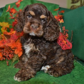 chocolate or chocolate tan or chocolate tri cocker spaniel puppies for sale