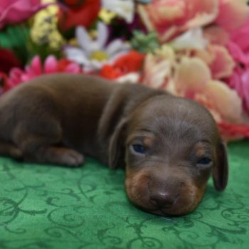 chocolate and tan miniature dachshund puppies for sale in Colorado
