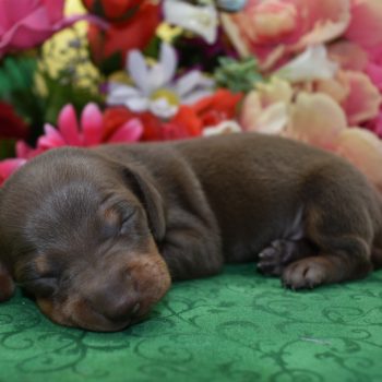 miniature dachshund puppies for sale in Colorado