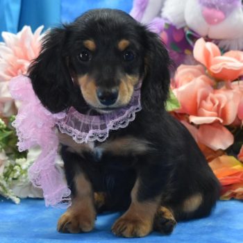Black tan longhair miniature dachshund puppies for sale in Colorado.