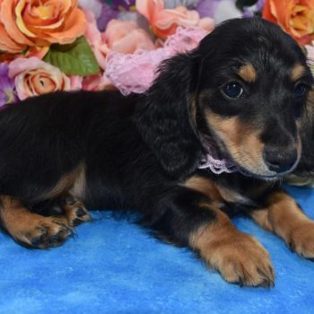 Miniature dachshund puppies for sale near Denver, Colorado.