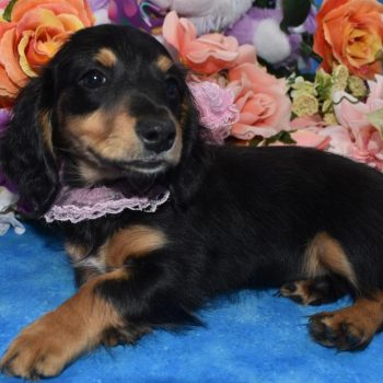 Marley-black-tan-longhair-miniature-dachshund-puppy8.5