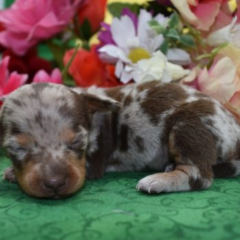Matilda-chocolate-tan-dapple-smooth-coat-miniature-dachshund2.3