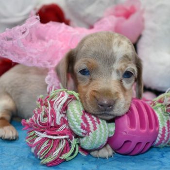mini dachshund puppies for sale in Colorado