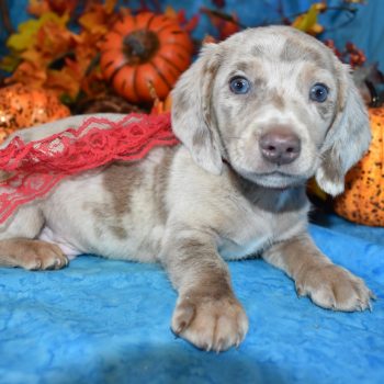 AKC Male isabelle tan smooth coat miniature dachshund puppies