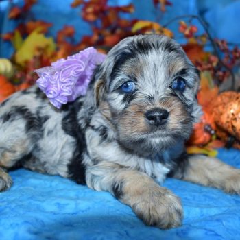 Looking for a female calico blue tan merle cockapoo with blue eyes near me
