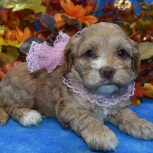 Red Apricot Cockapoo puppies for sale near me.