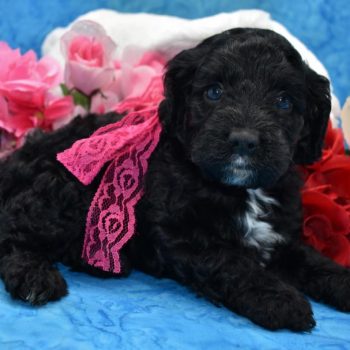 Looking for a female black cockapoo puppy for sale near me.
