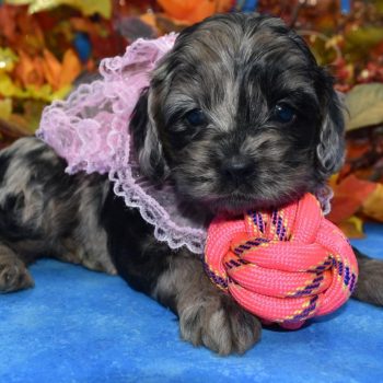 Quality Platinum blue and tan merle cockapoo puppies for sale near me.