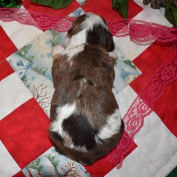 AKC female calico chocolate tan merle or chocolate tan parti merle cocker spaniel puppies for sale in Colorado