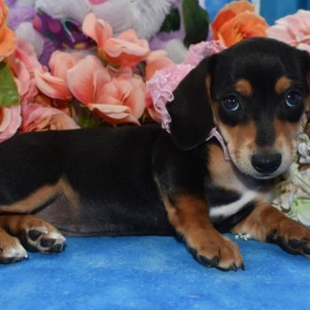 Quality black and cream smooth coat miniature dachshund puppies for sale.