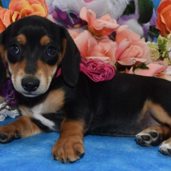 Quality black and cream smooth coat miniature dachshund puppies for sale near me.