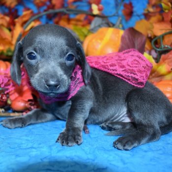 AKC female solid blue smooth coat miniature dachshund puppies for sale. Mary's Cocker Haven