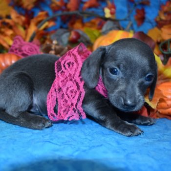 blue, blue tan, blue tan dapple miniature dachshund puppies