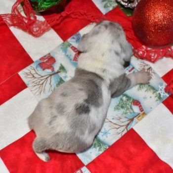 blue cream dapple LH miniature dachshund puppies in colorado