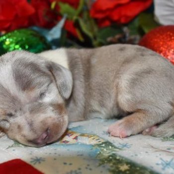 short hair miniature dachshund puppies in colorado