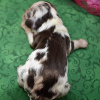 calico chocolate tan merle puppies for sale