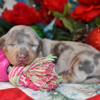 baby miniature dachshund puppies in colorado