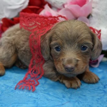 AKC male isabelle tan longhair miniature dachshund puppies for sale near me