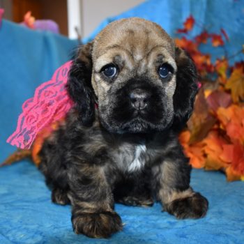 Looking for a female sable cocker spaniel puppy for sale in Colorado